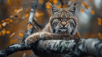 Naklejka premium A majestic lynx sitting on a branch, surrounded by fall foliage,