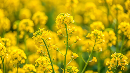 Fototapeta premium mustard flowers.Selective focus
