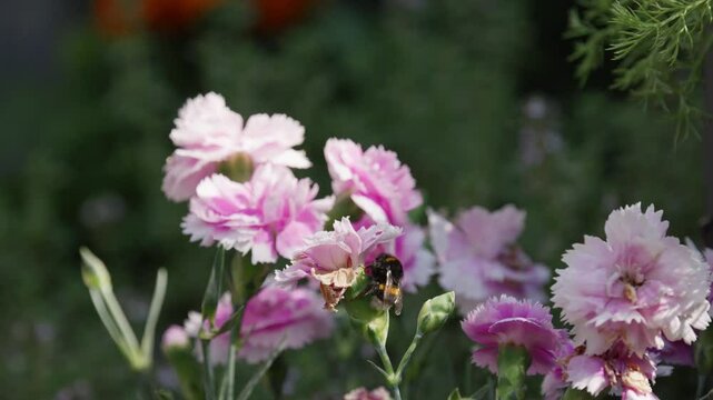 Honey Bumble bee collecting pollen from pink and purple Carnation flowers