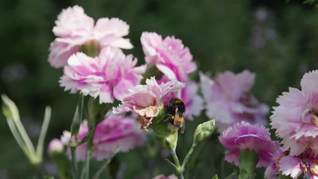 Honey Bumble bee collecting pollen from pink and purple Carnation flowers