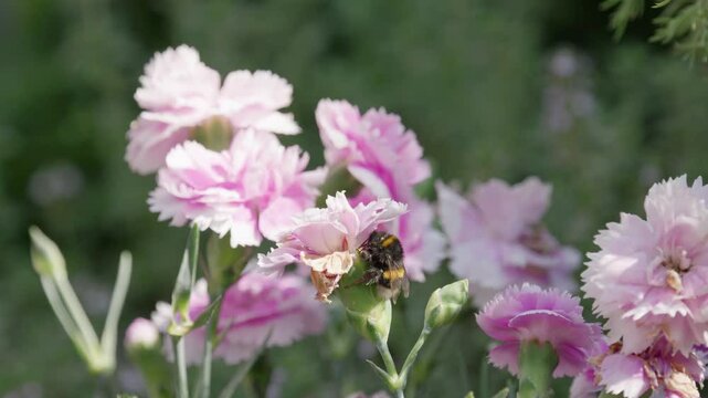 Honey Bumble bee collecting pollen from pink and purple Carnation flowers