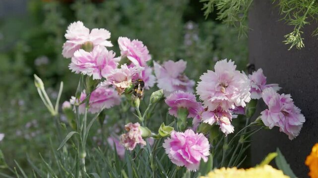 Honey Bumble bee collecting pollen from pink and purple Carnation flowers