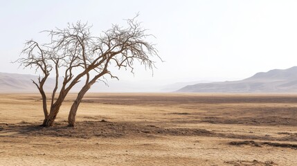Obraz premium A lonely tree stands in a dry, cracked earth under a vibrant sky. Drought in the desert