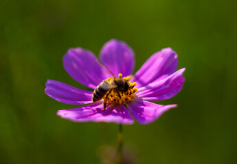 A bee collects nectar and pollen from a Cosmos flower. © The physicist