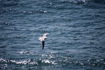 ave gaivota - Larinae