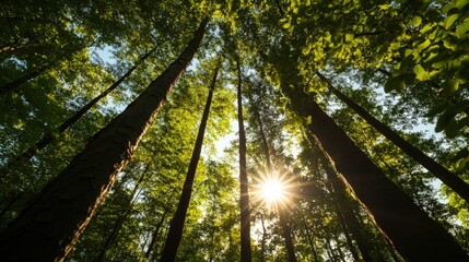 Obraz premium Serene forest with sunlight filtering through tall trees, creating a peaceful and natural atmosphere.