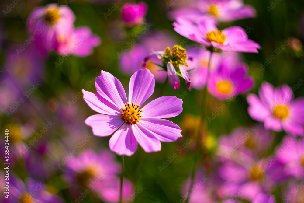 Aufkleber cosmos in rays of setting sun. the picture was taken in the warm rays of the evening sun.