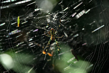 蜘蛛　ジョロウグモ 逆光 Joro spider backlight, Trichonephila clavata