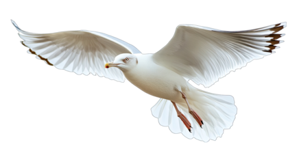 A white seagull is flying in the air