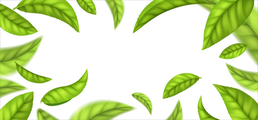 Background of realistic green tea leaves, on a white background. Spring or summer leaves fly abstractly.