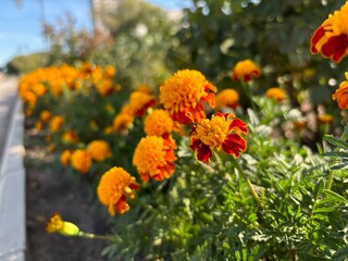Yellow and orange flowers in a flowerbed near a path. Autumn flowers in full bloom
