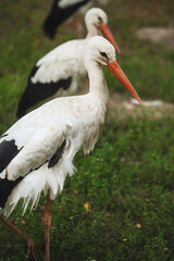 storks against the background of green grass wild life