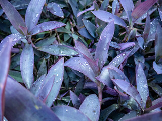 beautiful purple leaves with dots of morning dew decorating them