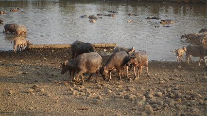 View A herd of buffalo belonging to a local farmer crossing the river. Asian buffalo herd crossing the river. A local farm in Jepara, Indonesia.