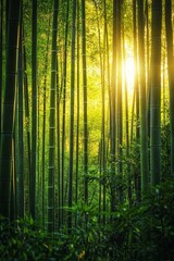 Fototapeta premium A dense bamboo forest with shafts of golden sunlight streaming through the tall, green stalks.