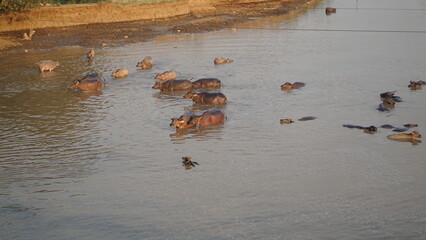 View A herd of buffalo belonging to a local farmer crossing the river. Asian buffalo herd crossing the river. A local farm in Jepara, Indonesia.