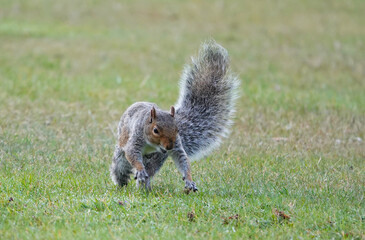 A grey squirrel scampering on all fours across the grass. 