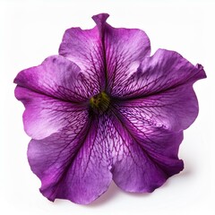 Purple pink Petunia isolated on white background