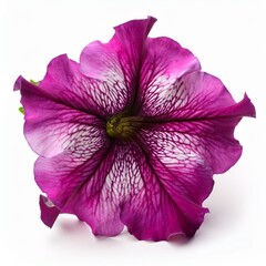 Purple pink Petunia isolated on white background