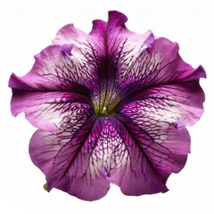 Purple pink Petunia isolated on white background