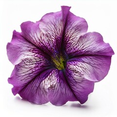 Purple pink Petunia isolated on white background