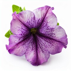 Purple pink Petunia isolated on white background