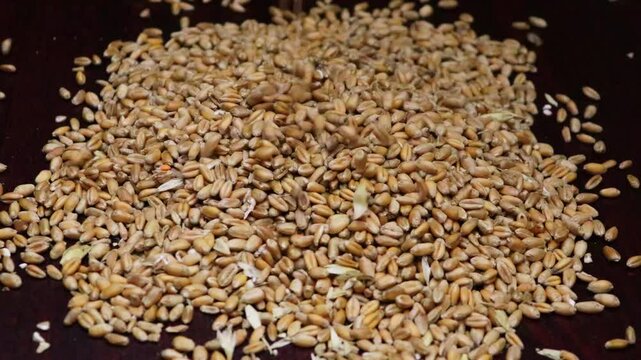 Pour golden paddy seeds, cereal crops, corn, whole wheat, and barley into a heap. Close-up falling wheat in a pile. 