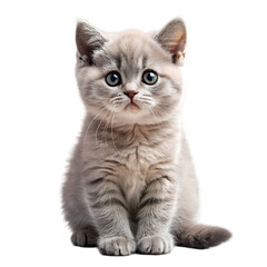 British Shorthair Kitten Sitting and Looking Adorably on White Background Ideal for Pet and Cat Illustrations