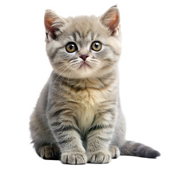 British Shorthair Kitten Sitting and Looking Adorably on White Background Ideal for Pet and Cat Illustrations