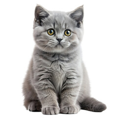 Fototapeta premium British Shorthair Kitten Sitting and Looking Adorably on White Background Ideal for Pet and Cat Illustrations