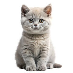 Obraz premium British Shorthair Kitten Sitting and Looking Adorably on White Background Ideal for Pet and Cat Illustrations