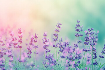 Obraz premium Calming Pastel Gradient Background with Lavender 