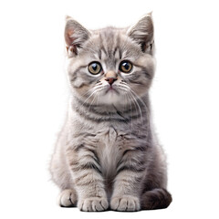 British Shorthair Kitten Sitting and Looking Adorably on White Background Ideal for Pet and Cat Illustrations