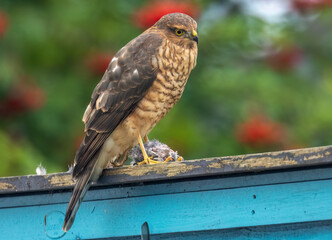 Close up of a female sparrow hawk eating it's prey 
