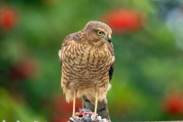 Close up of a female sparrow hawk eating it's prey 