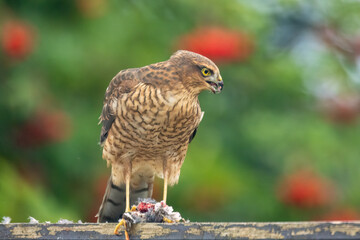 Close up of a female sparrow hawk eating it's prey 