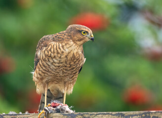 Close up of a female sparrow hawk eating it's prey 