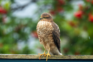 Female sparrow hawk in an urban garden looking for prey