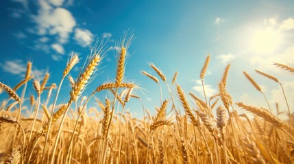 A field of golden wheat swaying gently in the summer breeze under a bright blue sky