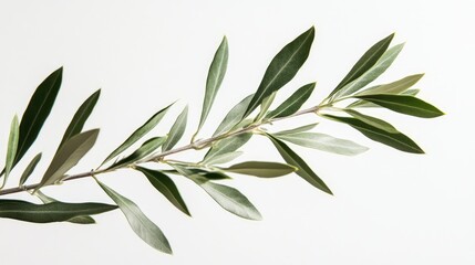 Obraz premium Close-up of a single olive tree branch with delicate leaves, set against a clean white background, highlighting its natural elegance.