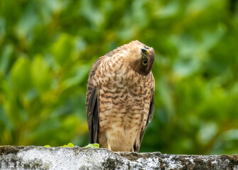 Female sparrow hawk in an urban garden looking for prey