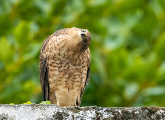 Female sparrow hawk in an urban garden looking for prey