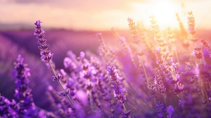 A sunlit field of lavender in full bloom, with a soft breeze carrying the scent through the air