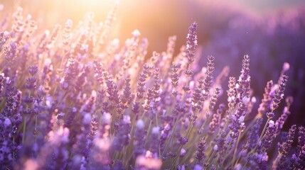 Naklejka premium A sunlit field of lavender in full bloom, with a soft breeze carrying the scent through the air