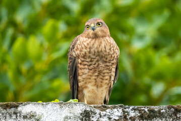 Female sparrow hawk in an urban garden looking for prey