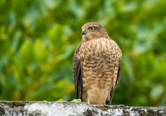 Female sparrow hawk in an urban garden looking for prey