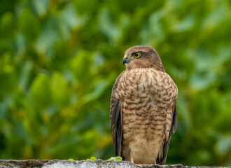 Female sparrow hawk in an urban garden looking for prey