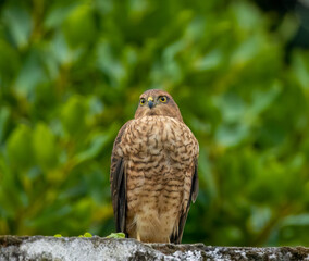 Female sparrow hawk in an urban garden looking for prey