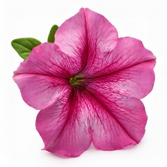 Naklejka premium Pink Petunia isolated on white background