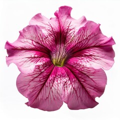 Pink Petunia isolated on white background